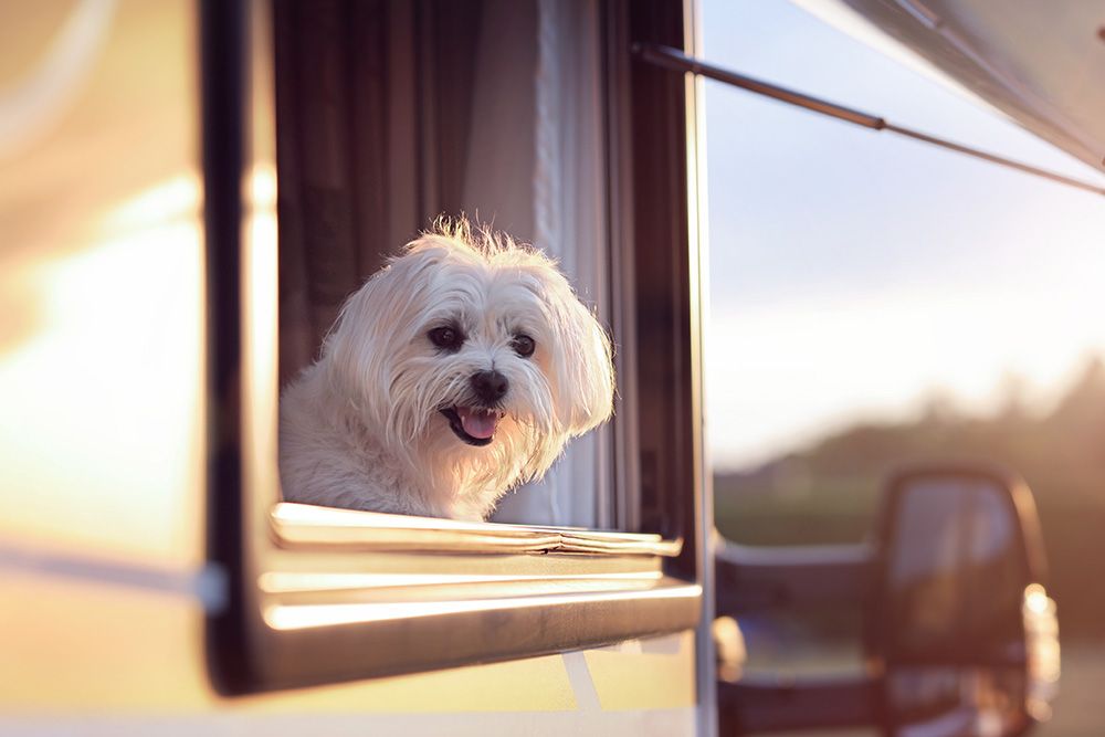 dog in rv